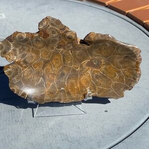 Moroccan fossil bowl with natural edges
